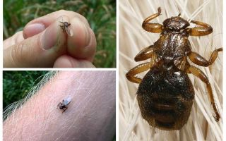 Veado de sanguessuga (pulga de alce, mosca, piolho, carrapato)