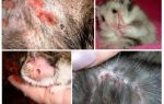 O que e como obter pulgas de hamsters