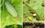O que e como lidar com pulgões em pepinos em estufas e campo aberto