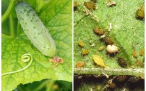 O que e como lidar com pulgões em pepinos em estufas e campo aberto