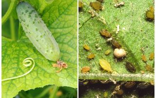 O que e como lidar com pulgões em pepinos em estufas e campo aberto