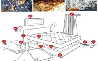 Como lidar de forma independente com percevejos no apartamento