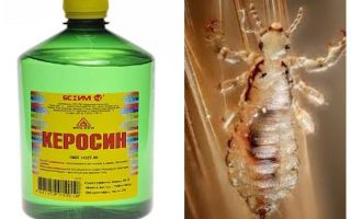 Como remover piolhos de querosene e lêndeas