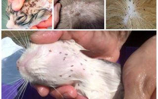 Como descobrir se há pulgas em um gato ou gato