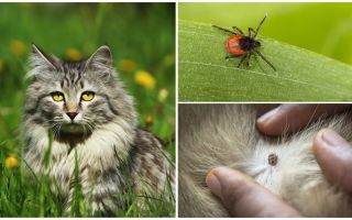 O que fazer e como tratar um carrapato em um gato ou gato