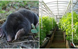 Como lidar com moles em uma estufa