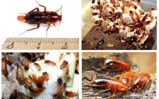 Características de criação de baratas Turkmen