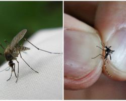 Como se reproduzir e quantos mosquitos vivem