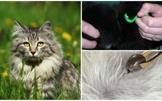 Como remover um carrapato de um gato ou gato
