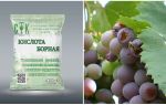 Como proteger as uvas de vespas durante o seu amadurecimento