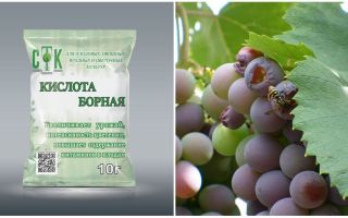 Como proteger as uvas de vespas durante o seu amadurecimento