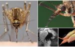 Fazer dentes de mosquito?