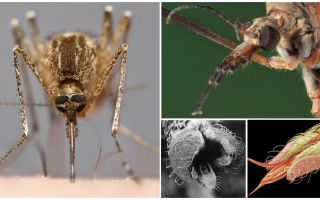 Fazer dentes de mosquito?