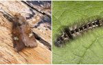 Descrição e foto de borboletas e lagartas colheres como lutar