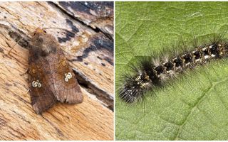 Descrição e foto de borboletas e lagartas colheres como lutar