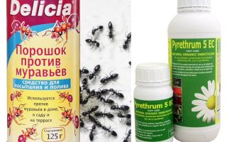 Veneno de formiga em um apartamento ou casa