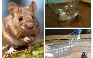 Como pegar um rato em uma casa sem uma ratoeira