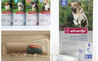 Gotas Advantiks de pulgas para cães