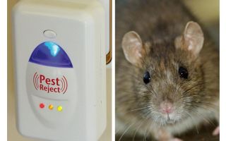 Pest Redzhekt roedores repelente ultra-sônico e insetos