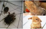 Tratamento do ácaro da orelha em coelhos