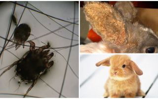 Tratamento do ácaro da orelha em coelhos