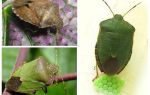 Bug verde arborizado