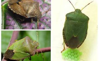 Bug verde arborizado