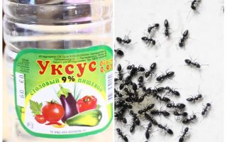 Vinagre contra formigas no jardim