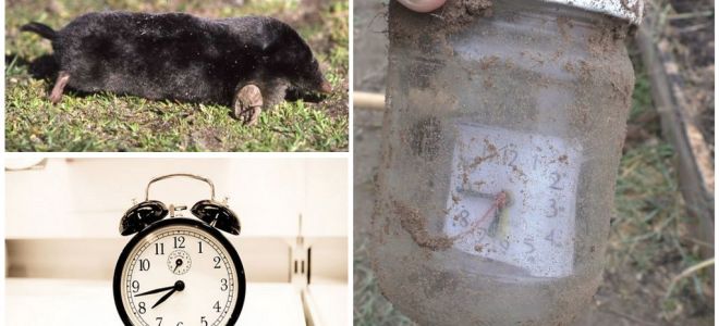 Como fazer repelentes de moles do-it-yourself de garrafas plásticas e outros materiais