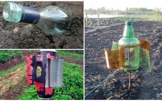 Como remover a toupeira da dacha ou jardim