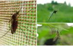 Como mosquitos e moscas voam