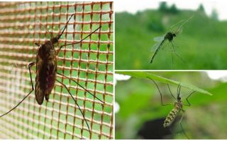 Como mosquitos e moscas voam