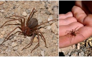 Aranha marrom eremita