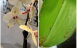 Como lidar com o escudo das orquídeas