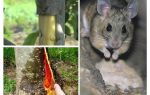 Como salvar a macieira, se a casca de nabbed ratos