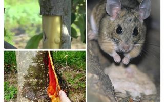 Como salvar a macieira, se a casca de nabbed ratos
