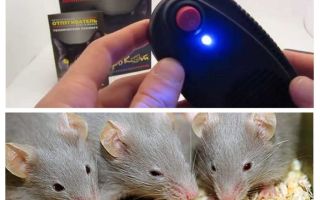 Ratos e ratos Repeller Elektrokot