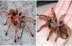 Penerangan dan gambar tarantulas