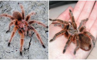 Descrição e fotos de tarântulas