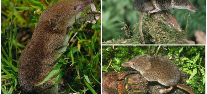 Como se livrar de musaranhos na área, a maneira mais eficaz