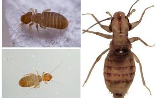Como se livrar de piolhos no apartamento