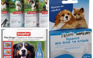 Remédios contra pulgas e carrapatos para cães