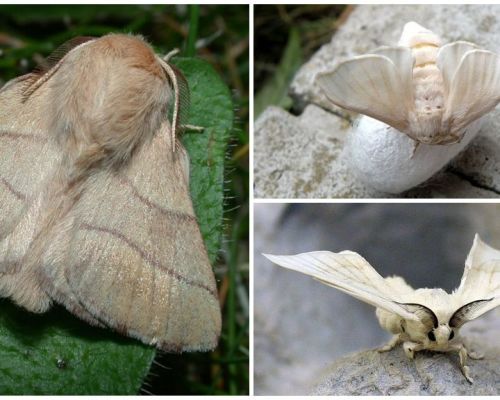 Descrição e foto de borboleta lagarta e bicho da seda