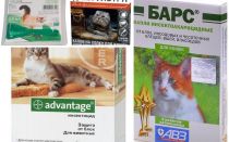 Gotas na cernelha das pulgas para gatos e gatinhos