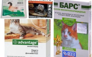 Gotas na cernelha das pulgas para gatos e gatinhos