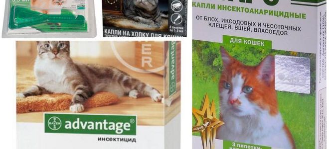 Gotas na cernelha das pulgas para gatos e gatinhos