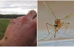 Em que países e cidades não há mosquitos