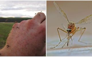 Em que países e cidades não há mosquitos