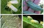 Como lidar com a mosca branca na estufa