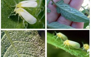 Como lidar com a mosca branca na estufa